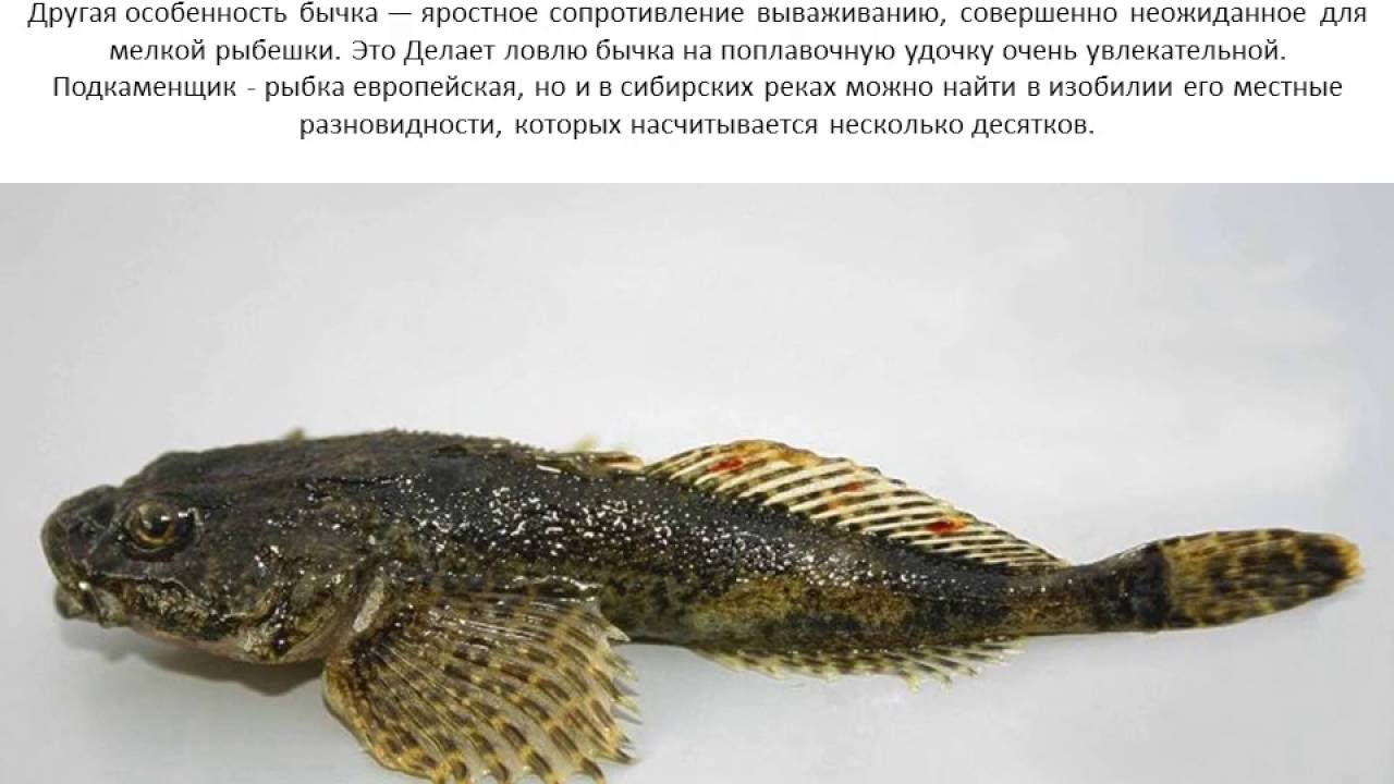 Бычок подкаменщик обыкновенный: описание, образ жизни, где обитает, особенности ловли