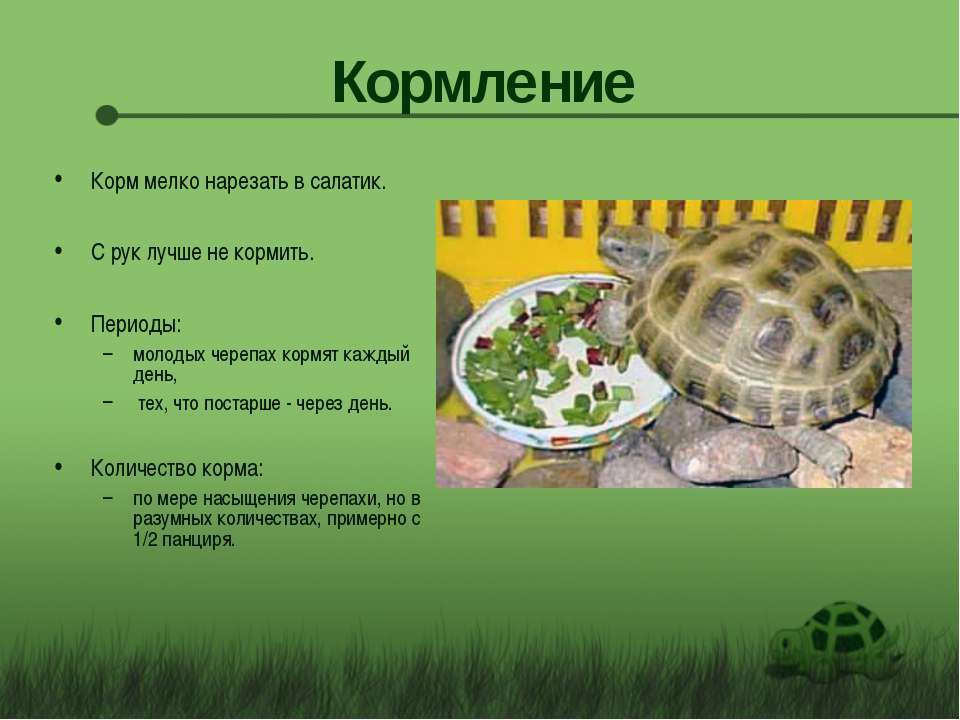 Болотная черепаха уход в домашних условиях|советы от питомца