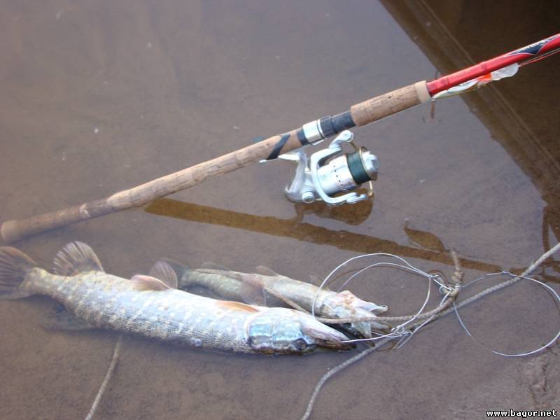 Городская рыбалка на днепре — ловля на фидер