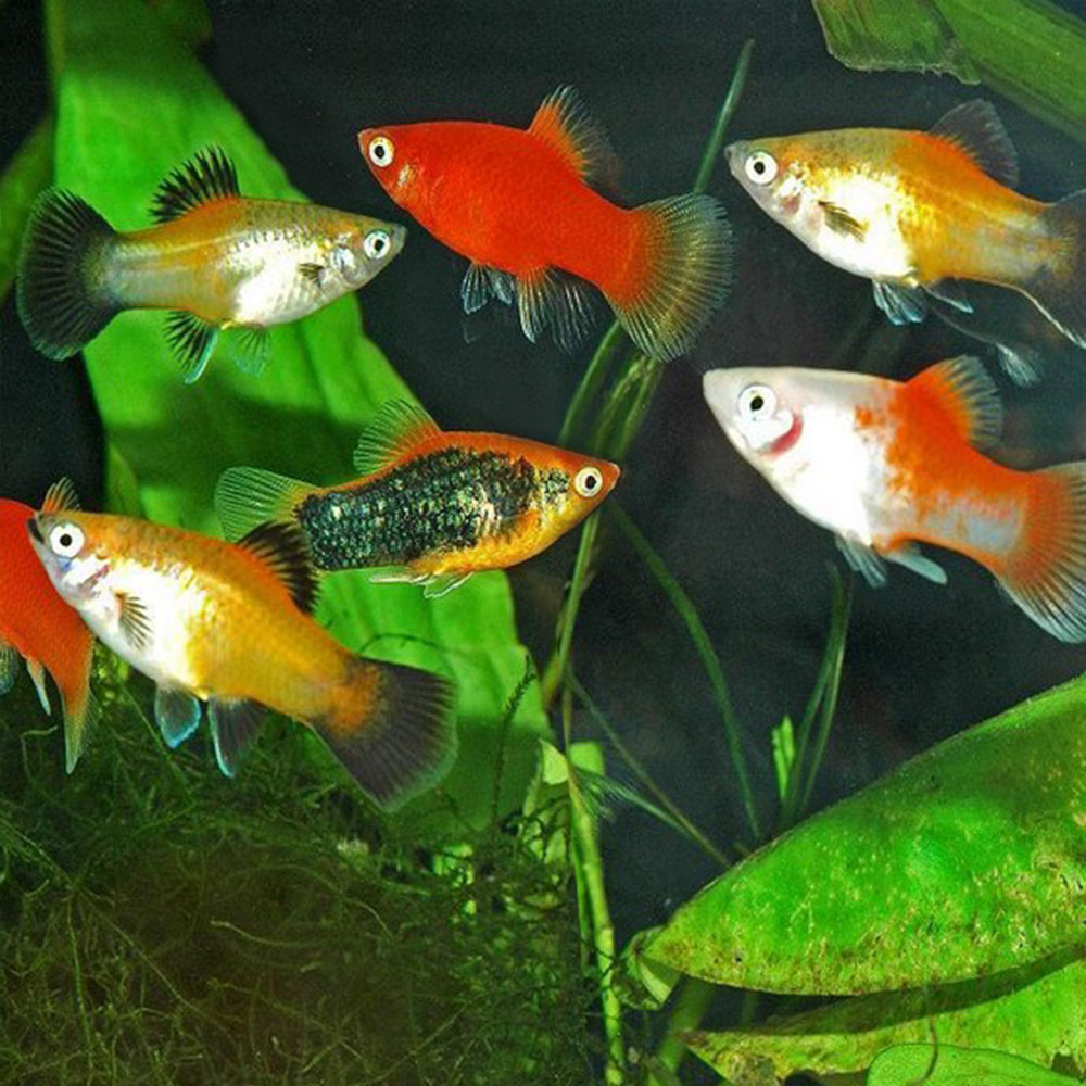 Рыбка пецилия: содержание, уход, виды аквариумной (баллон, черная, красная, редиска, дисковая), совместимость