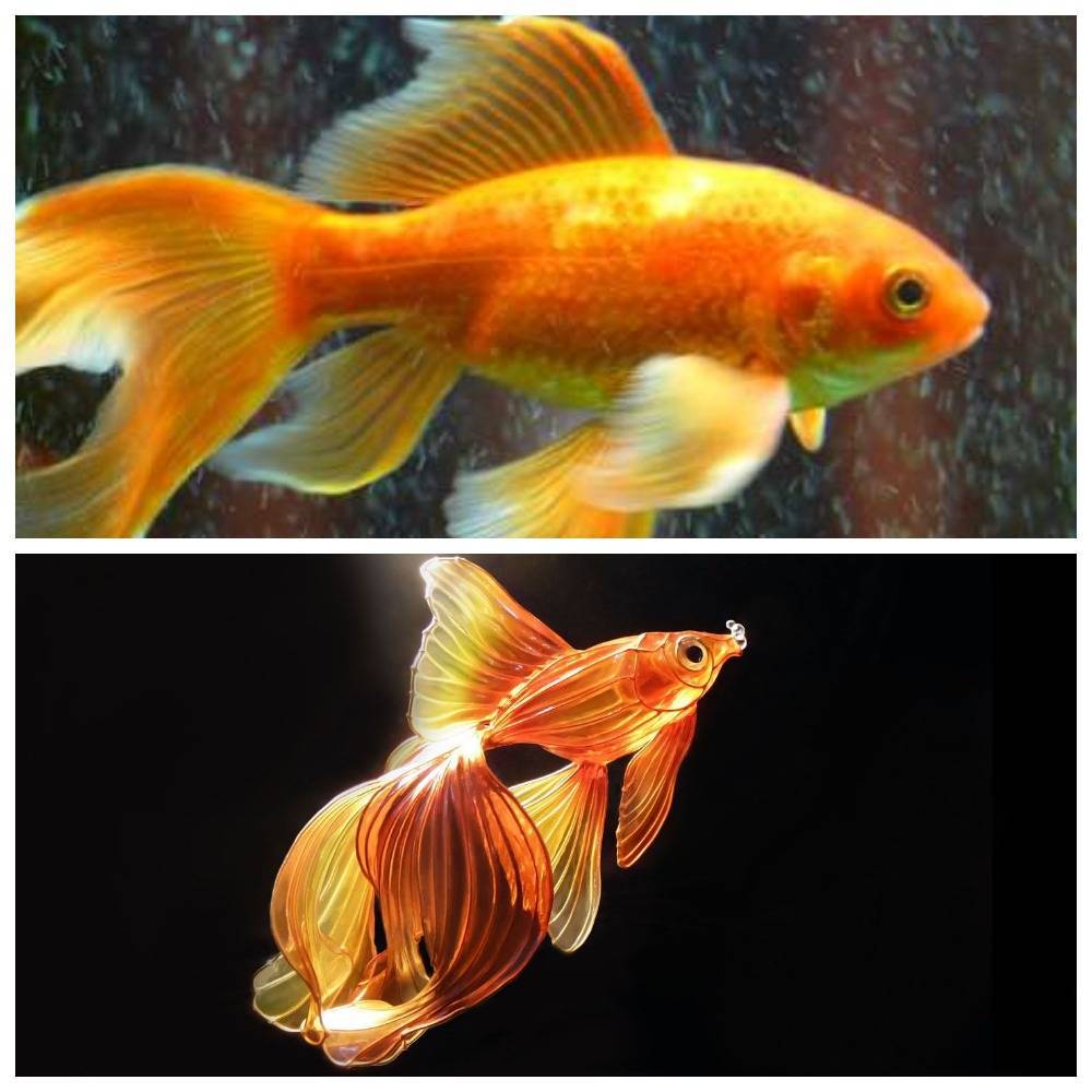 Золотая рыбка: содержание, кормление, как различить и разводить