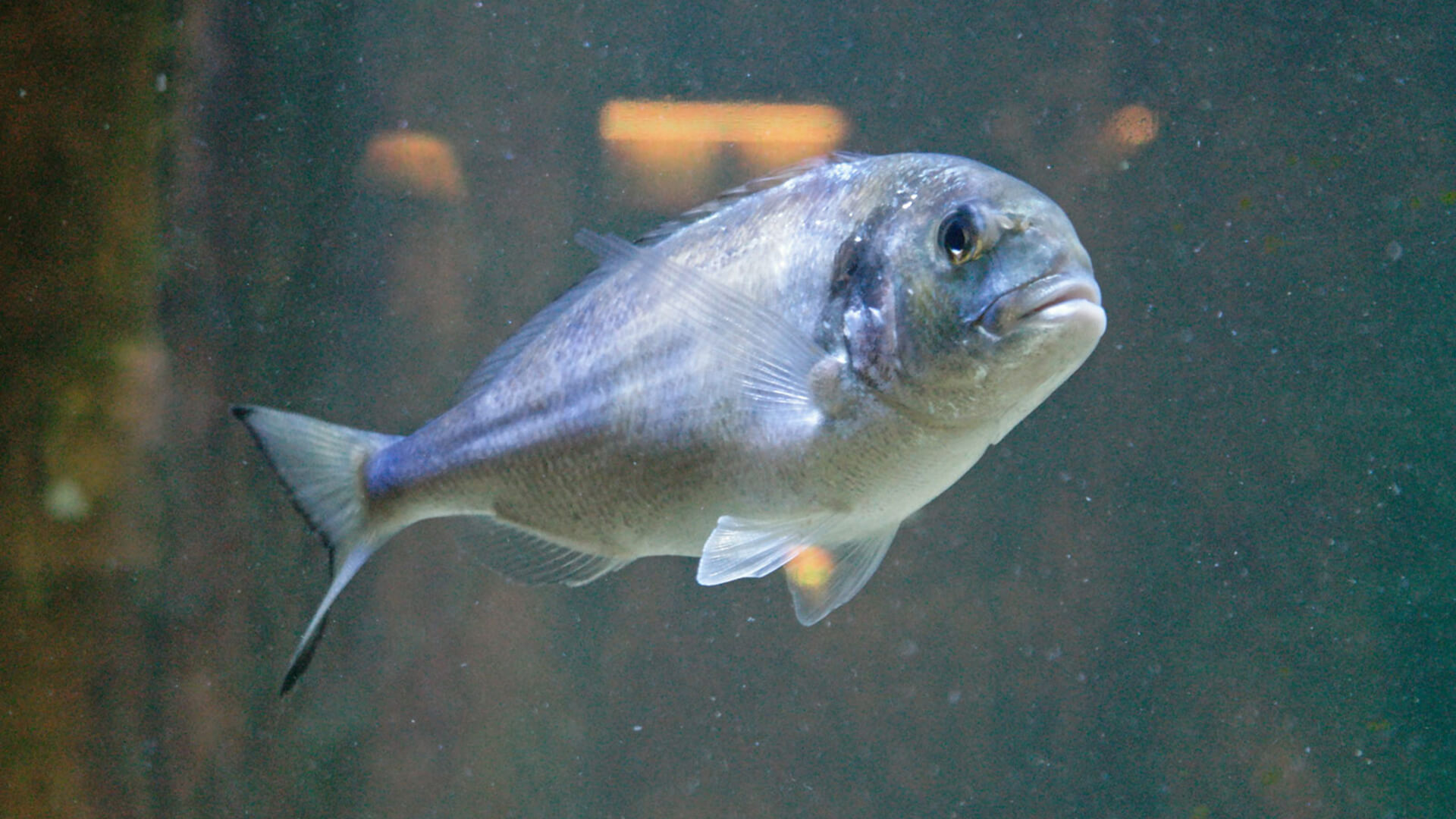 Рыба дорадо: польза и вред для организма
