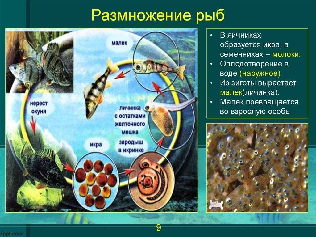 Биология. § 33. особенности размножения рыб