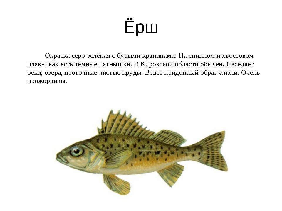 Ерш: колючая рыба из окуневых