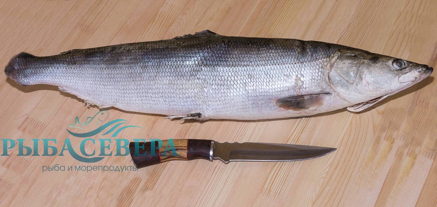 Рыба нельма: описание белорыбицы, видовые различия, как и на что ловить