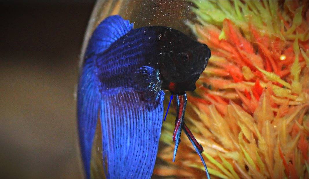 Самка рыбки петушка с икрой фото