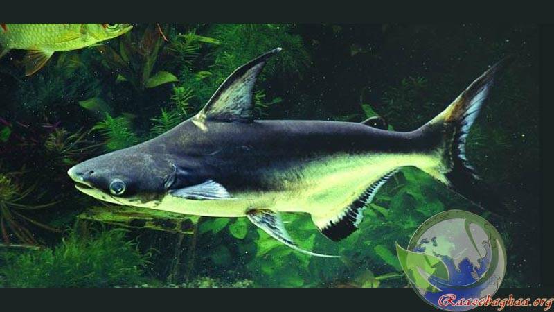 Почему пангасиуса называют акульим сомом