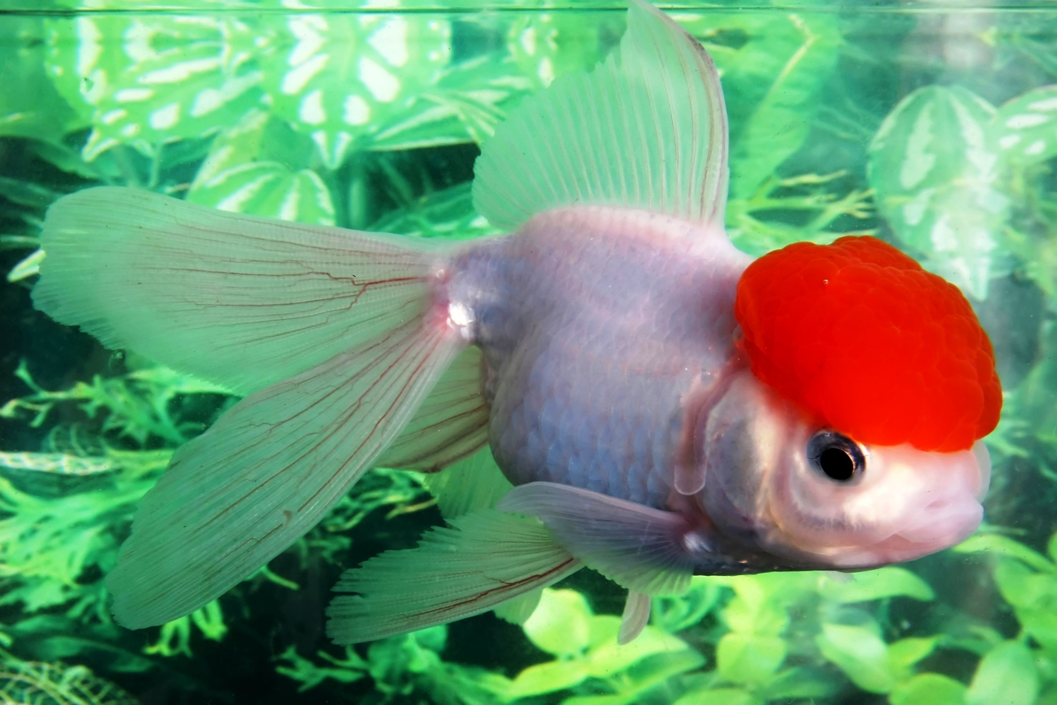 Золотая рыбка Оранда красная шапочка
