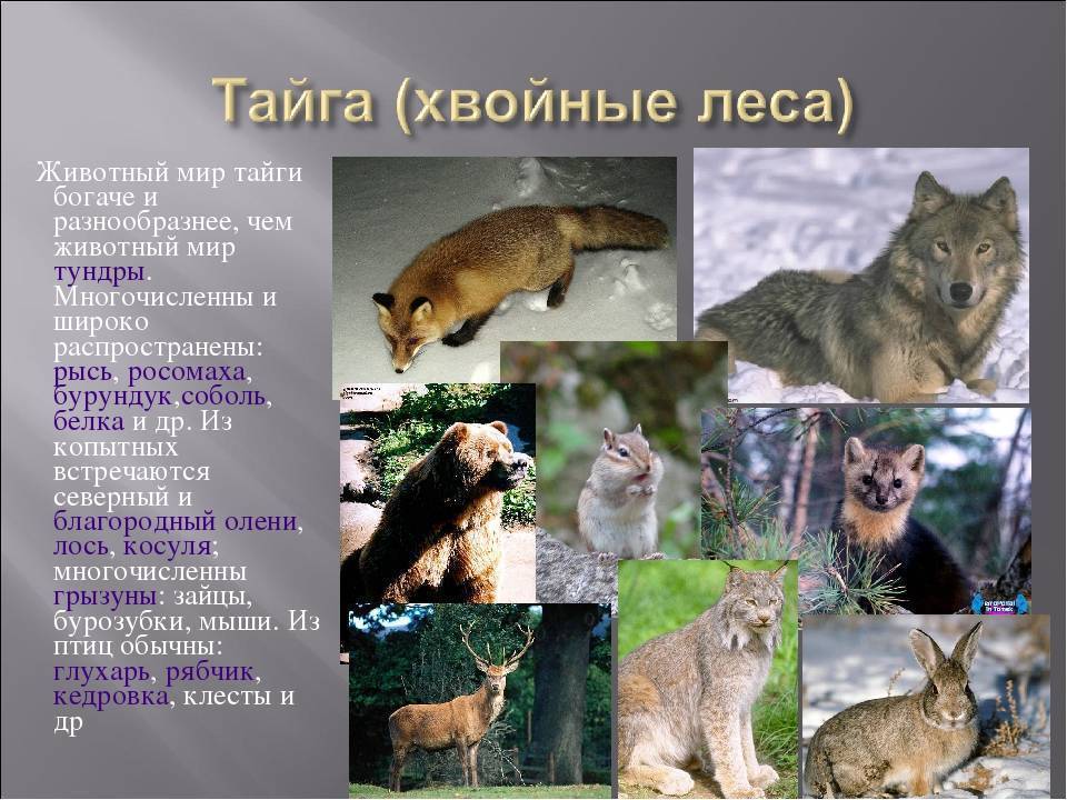 Тайга россии – природа, животные, птицы, почва, фотографии.