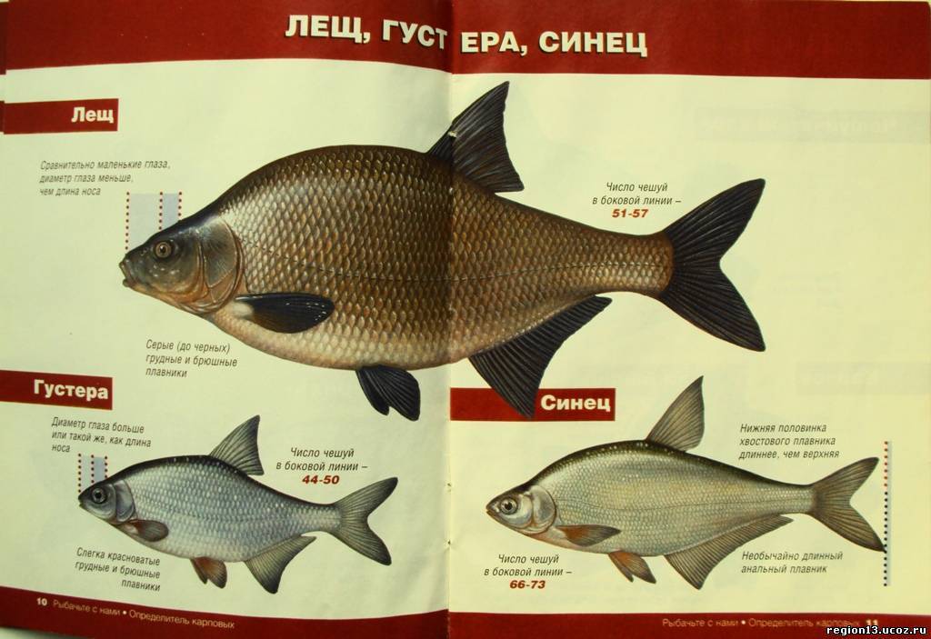 Рыба «Лещ» фото и описание