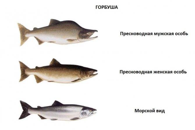 Рыба кета: состав, полезные свойства и рецепты