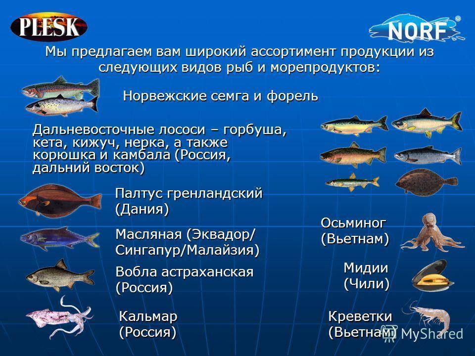 Лосось: описание, чем питается, среда обитания, виды