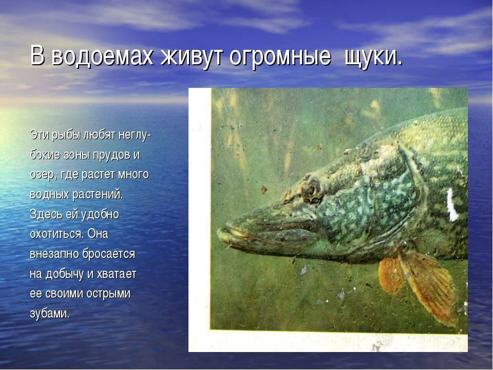 Щука: образ жизни, повадки, способы ловли