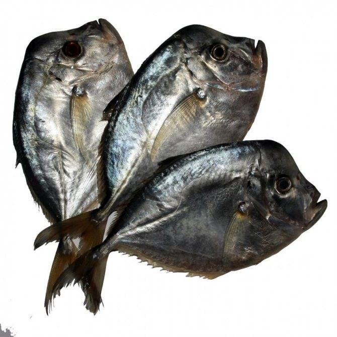 Самые глубоководные рыбы на земле: названия, описания, фото