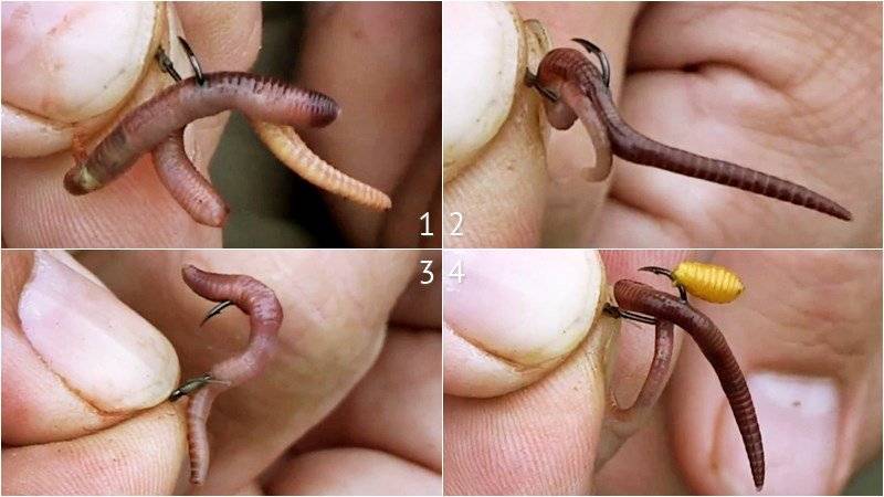 Как правильно насадить червя на крючок - основные правила насаживания