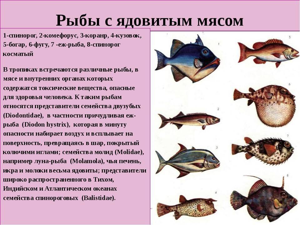Какие рыбы обитают на черном море
