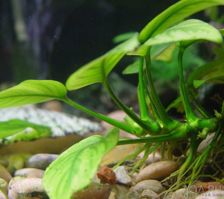 Растение аквариумный анубиас: виды анубиаса и особенности содержания