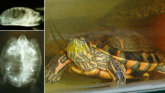 11 болезней красноухих черепах, симптомы и методы лечения