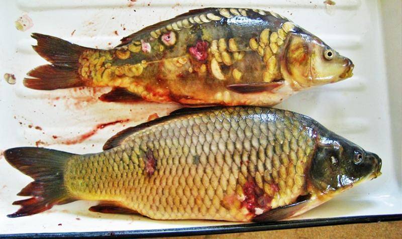 Какие болезни аквариумных рыб бывают: описание и фото недугов