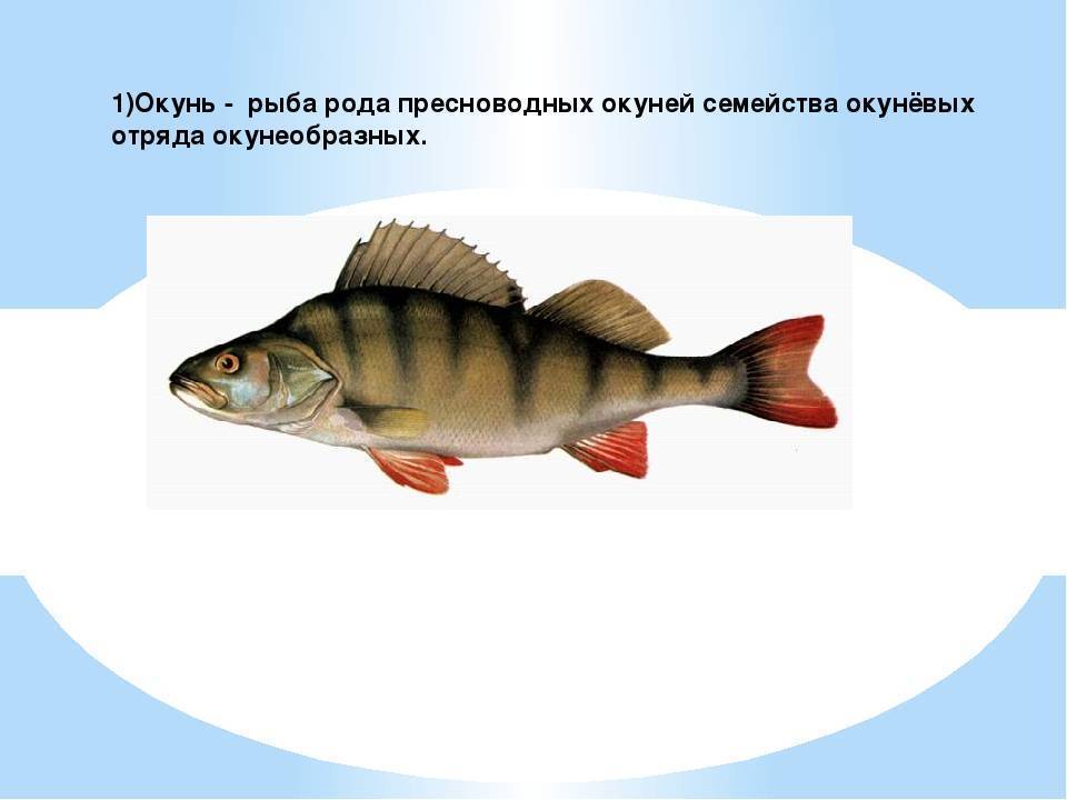 Слово окунь. Окунь описание рыбы. Окунь Речной сообщение. Окунь презентация. Окунь описание для детей.