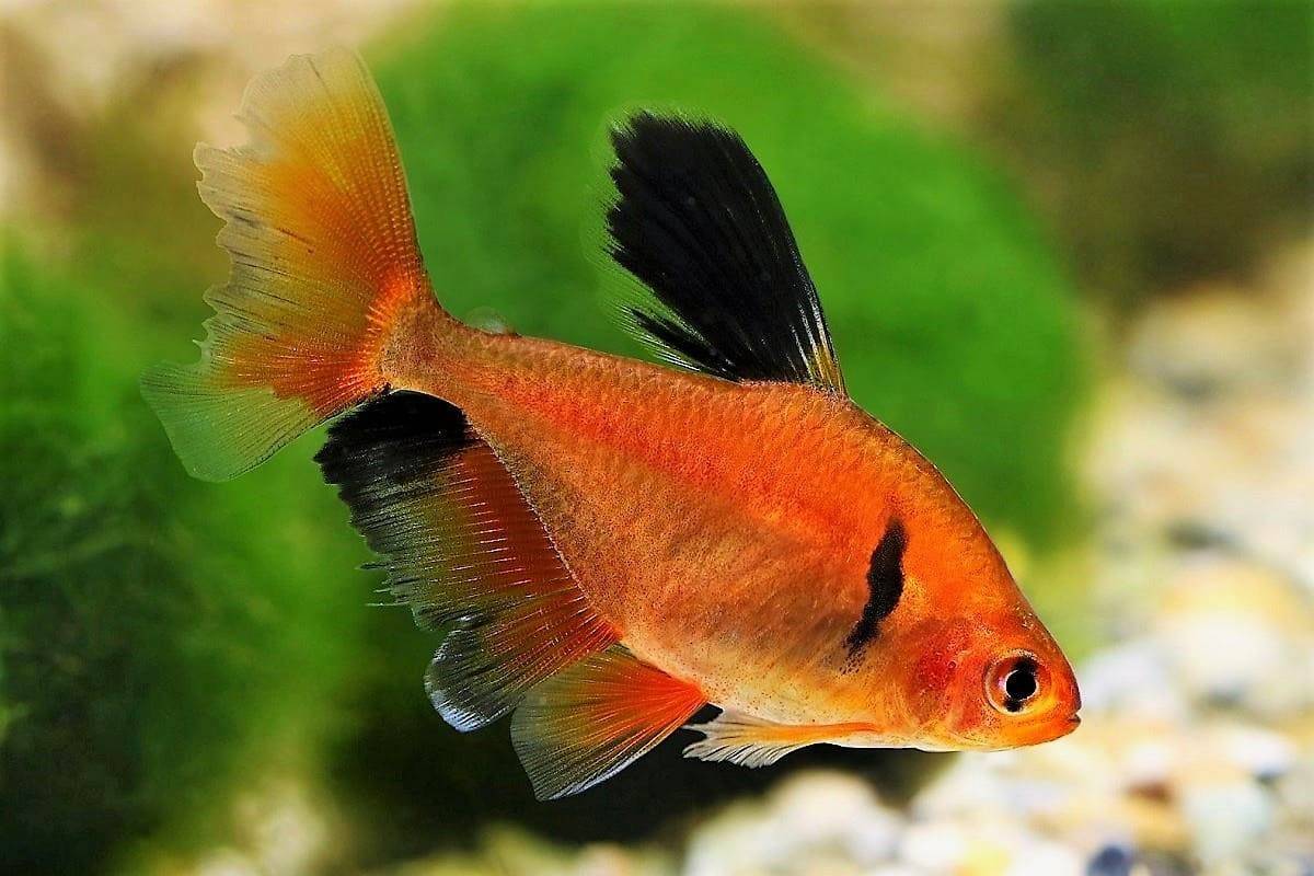 Рыбка минор (аквариумная): содержание тетры, совместимость, уход, нерест, фото, размножение, кормление