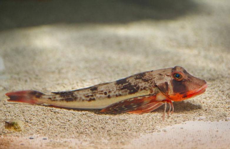 ???? морской петух – удивительная рыба, обитающая в водах черного моря
