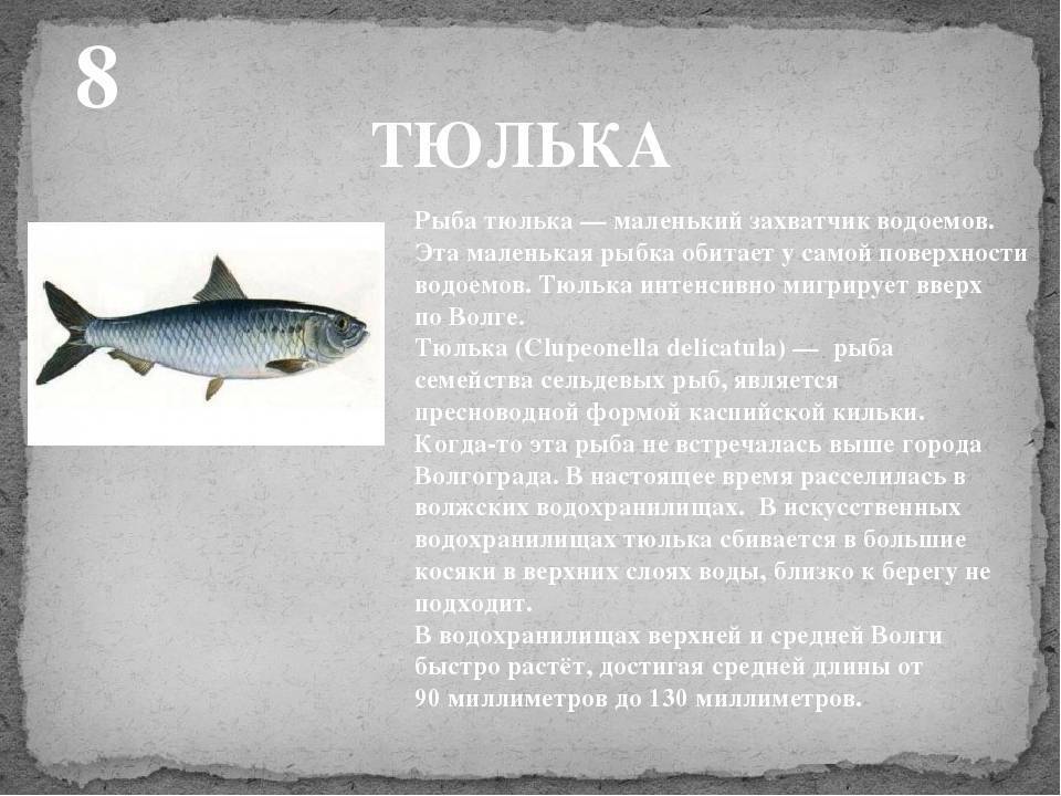 Сельдь — калорийность, виды, состав и рецепты приготовления
