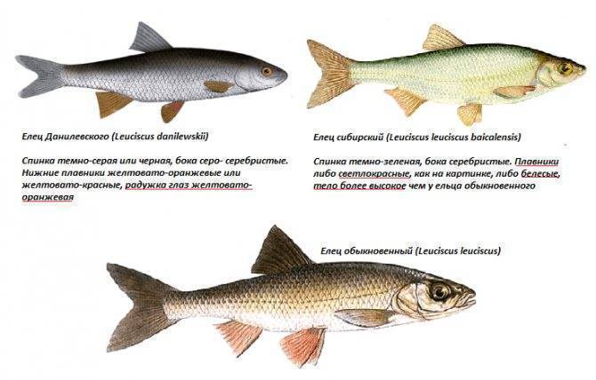 Елец: описание рыбы, где водится, на что ловить и как приготовить