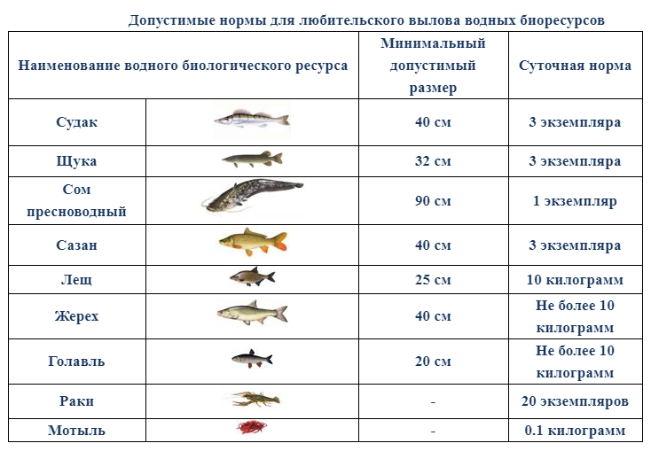 Какую рыбу можно ловить в апреле. Таблица норма вылова и Размеры допустимых рыб. Норма размеров рыбы разрешённых к вылову. Минимальный размер щуки разрешенный. Минимальный размер рыбы.