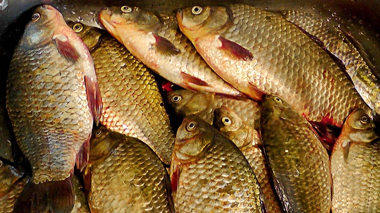 Простой рецепт прикормки с добавками, которые усиливают клёв рыбы