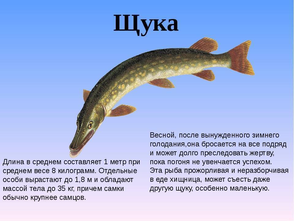 Подробное описание и фото щуки: виды и повадки