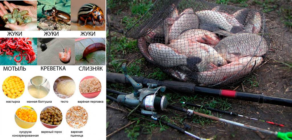 Как ловить рыбу? рыбалка на озере, реке, море. как ловить рыбу на спиннинг? :: syl.ru