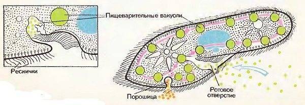 какое пищеварение у инфузории