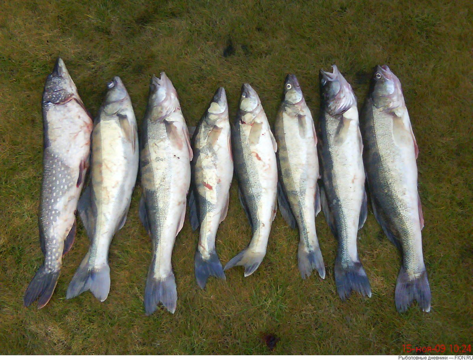 Рыбалка на рузском водохранилище - отчёты о рыбалке, обзор пойманных рыб