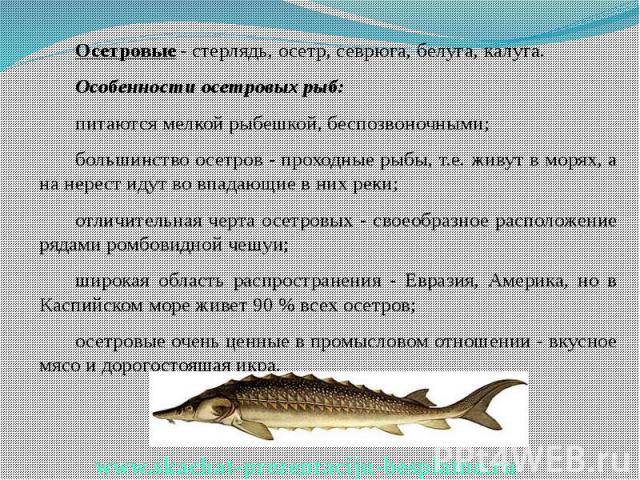 Осетр: описание рыбы, среда обитания,  чем питается в природе