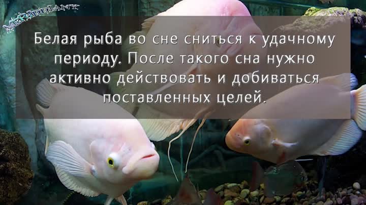 К чему снится мертвая рыба? к переменам! толкование снов с мертвой рыбой в соннике