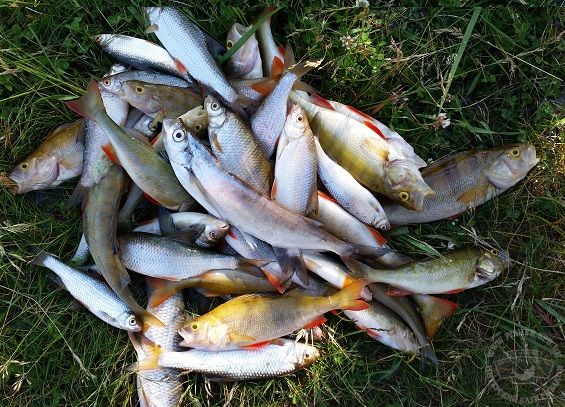 Какая рыба ловится в озере. Рыбалка в Ладожских шхерах. Рыбалка на Ладоге в мае. Рыбалка на Южной Ладоге. Ладога озера какая рыба водится.