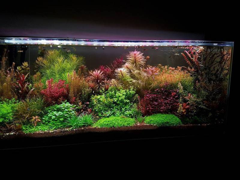 Голландский аквариум: зимний сад под водой - статьи - всё о жизни в аквариуме: рыбки, растения, содержание, уход