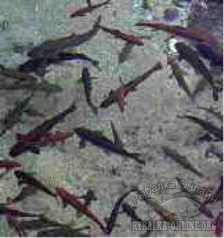 Рыба маринка: балхашская и другие разновидности. ядовитая или нет