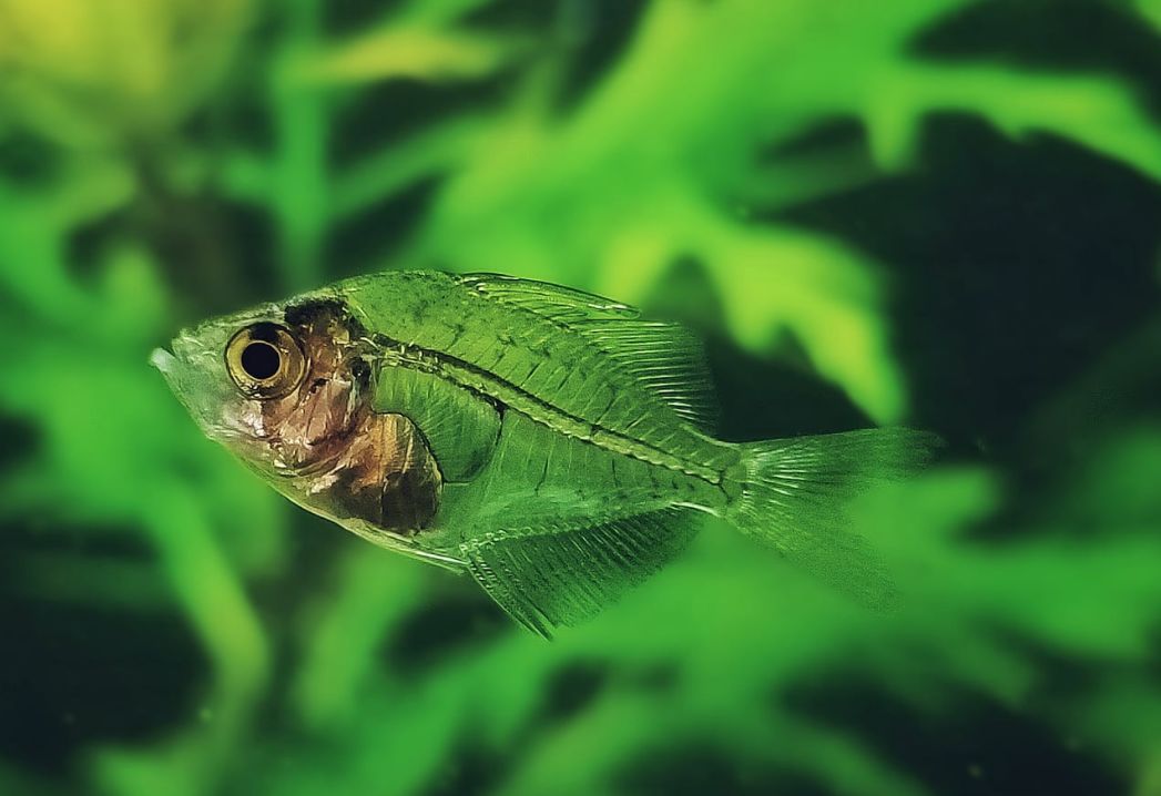 Стеклянный окунь аквариумная рыбка