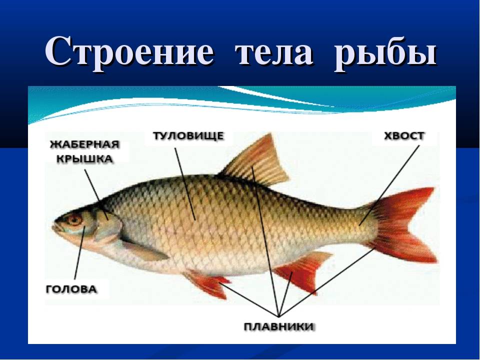 Название стр. Части тела рыбы. Строение рыбы. Строение тела рыбы. Название частей тела рыбы.