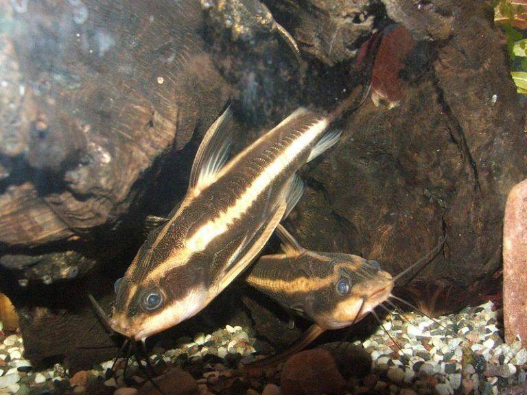 Платидорас полосатый: содержание и уход за аквариумной рыбкой, кормление и размножение сома