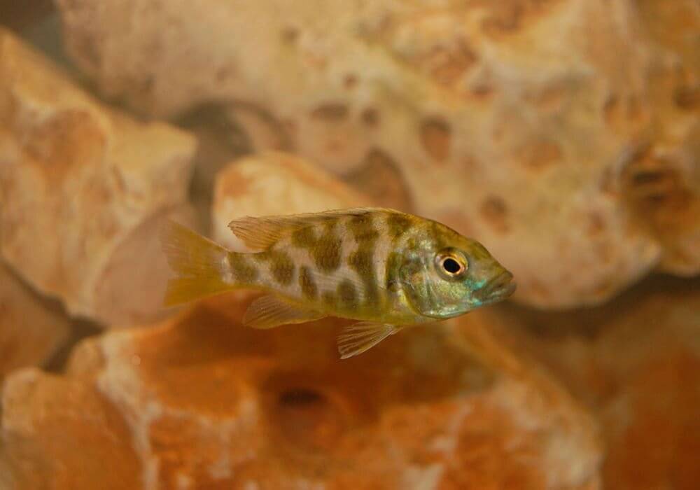 Золотая рыбка — выбор, основные виды, уход, питание + 65 фото