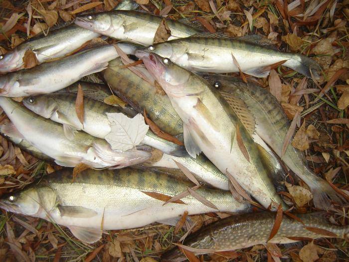 Осенняя ловля на поплавок. рыбалка осенью с поплавочной снастью