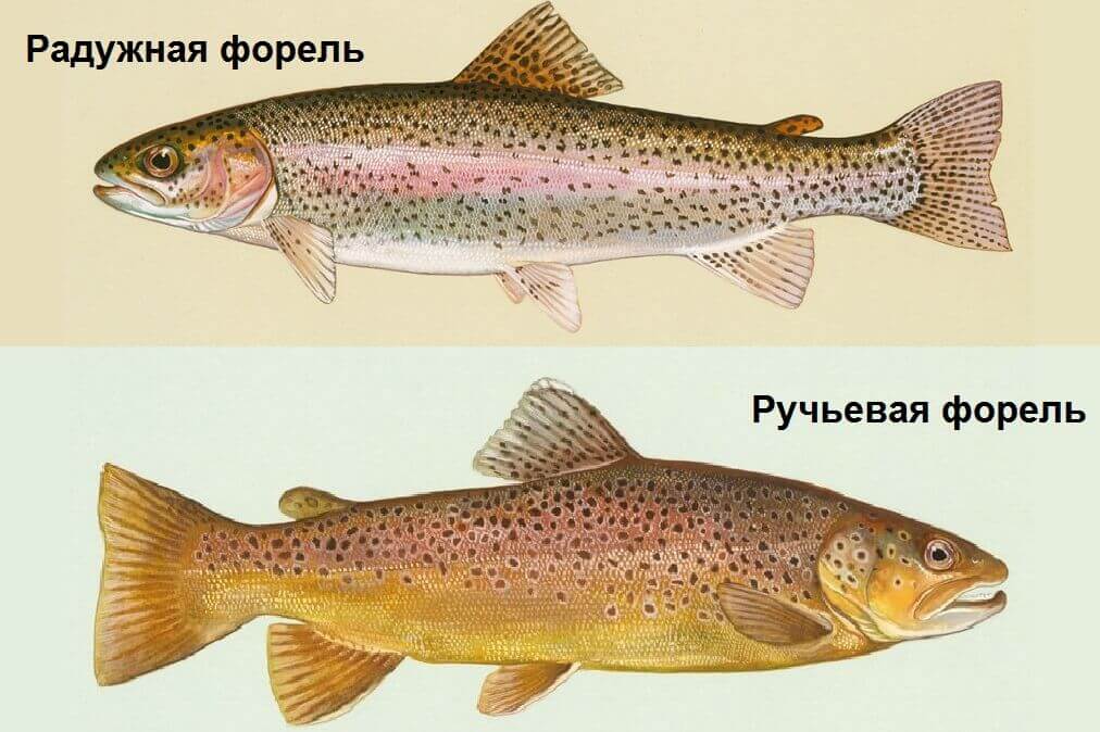 Форель рыба: ее виды и отличия, как выглядит, где водится, и когда нерест форели