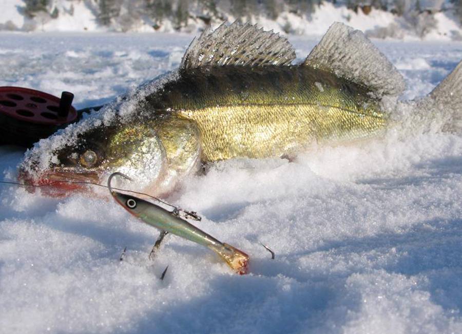 Рыбалка на судака зимой: лучшие снасти и методы ловли