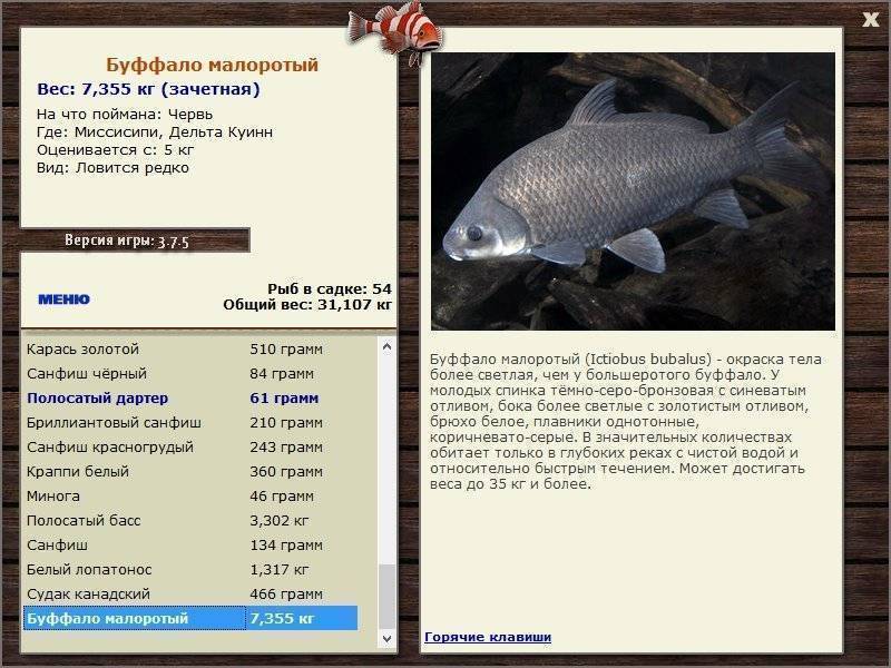 Большеротый буффало: биологические особенности и способы ловли этой рыбы