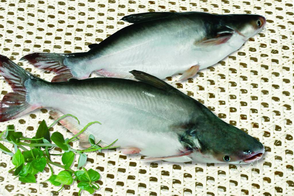 Рыба пангасиус польза и вред как приготовить