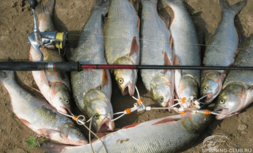 Ловля рыбы на спиннинг. как ловить на спиннинг – рыбалка онлайн ? prorybu.ru