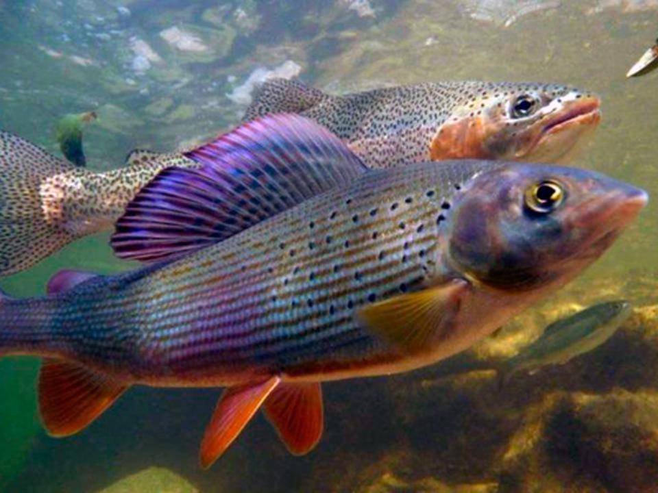 Сибирский хариус | фото, виды рыб, ареал обитания, образ жизни и способ ловли